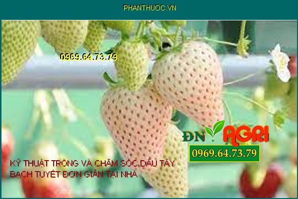 KỸ THUẬT TRỒNG VÀ CHĂM SÓC DÂU TÂY BẠCH TUYẾT ĐƠN GIẢN TẠI NHÀ