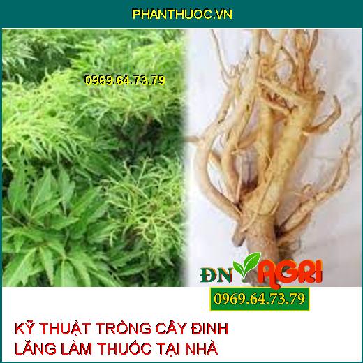 KỸ THUẬT TRỒNG CÂY ĐINH LĂNG LÀM THUỐC TẠI NHÀ