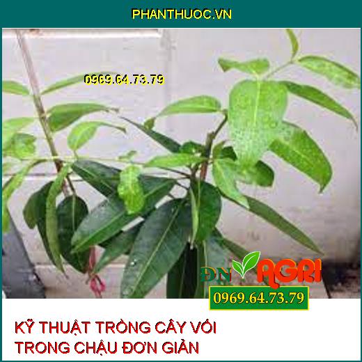 KỸ THUẬT TRỒNG CÂY VỐI TRONG CHẬU ĐƠN GIẢN