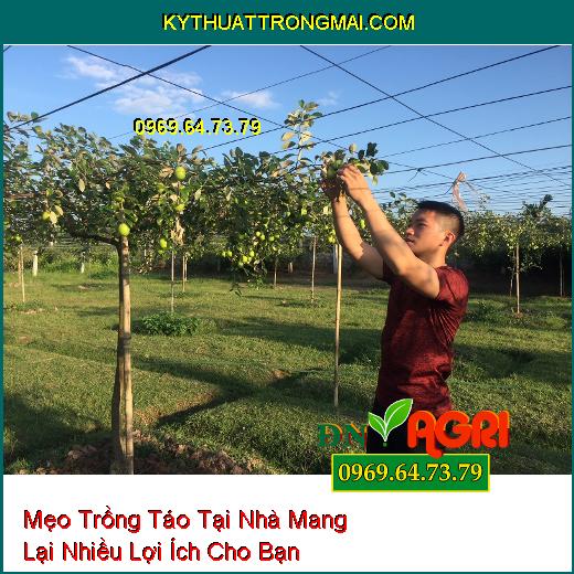 Mẹo Trồng Táo Tại Nhà Mang Lại Nhiều Lợi Ích Cho Bạn