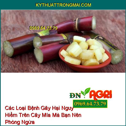 Các Loại Bệnh Gây Hại Nguy Hiểm Trên Cây Mía Mà Bạn Nên Phòng Ngừa