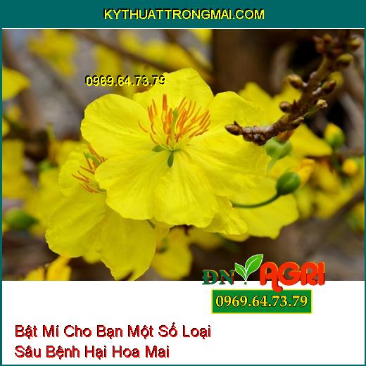 Bật Mí Cho Bạn Một Số Loại Sâu Bệnh Hại Hoa Mai