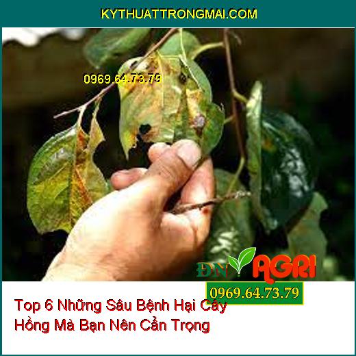 Top 6 Những Sâu Bệnh Hại Cây Hồng Mà Bạn Nên Cẩn Trọng