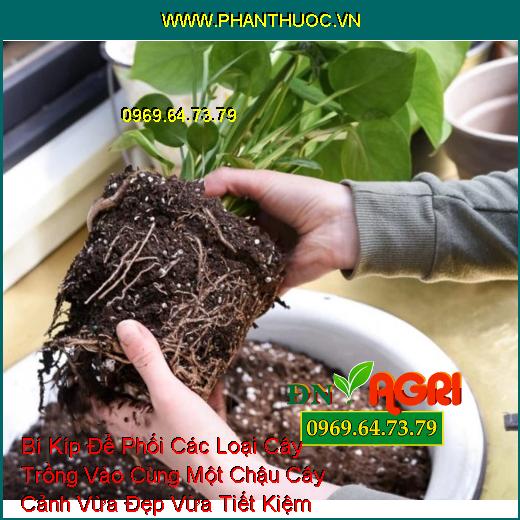 Bí Kíp Để Phối Các Loại Cây Trồng Vào Cùng Một Chậu Cây Cảnh Vừa Đẹp Vừa Tiết Kiệm Không Gian