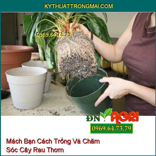 Mách Bạn Cách Trồng Và Chăm Sóc Cây Rau Thơm 