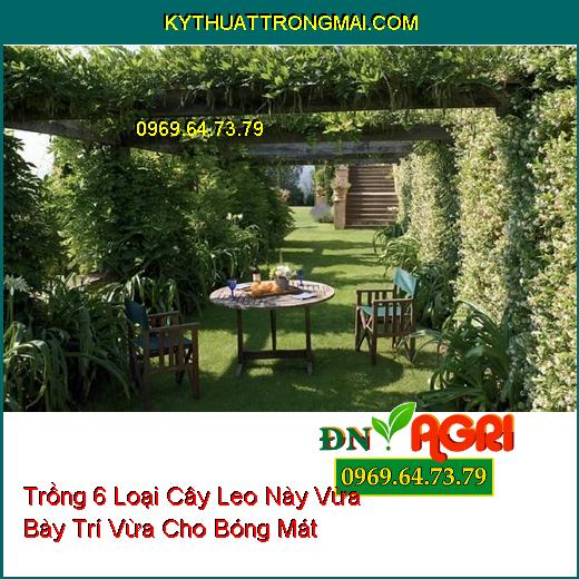 Trồng 6 Loại Cây Leo Này Vừa Bày Trí Vừa Cho Bóng Mát