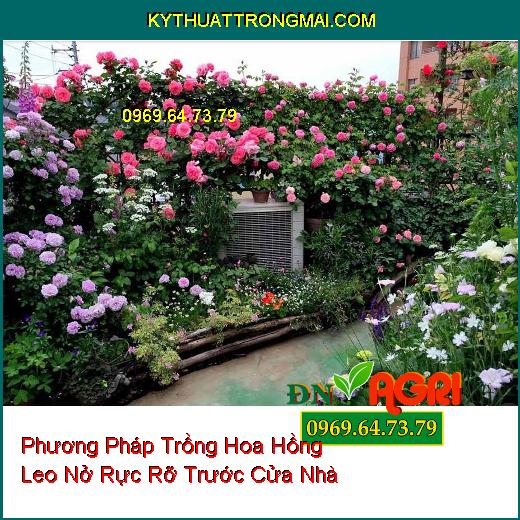 Phương Pháp Trồng Hoa Hồng Leo Nở Rực Rỡ Trước Cửa Nhà