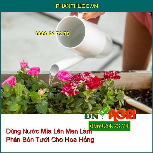 Dùng Nước Mía Lên Men Làm Phân Bón Tưới Cho Hoa Hồng 