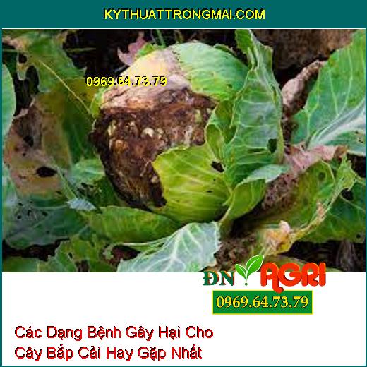 Các Dạng Bệnh Gây Hại Cho Cây Bắp Cải Hay Gặp Nhất