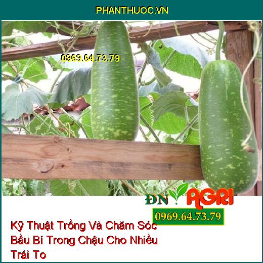 Kỹ Thuật Trồng Và Chăm Sóc Bầu Bí Trong Chậu Cho Nhiều Trái To