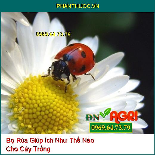 Bọ Rùa Giúp Ích Như Thế Nào Cho Cây Trồng