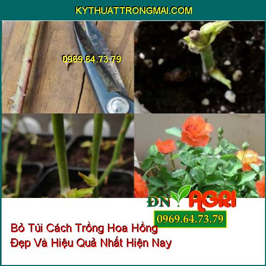 Bỏ Túi Cách Trồng Hoa Hồng Đẹp Và Hiệu Quả Nhất Hiện Nay