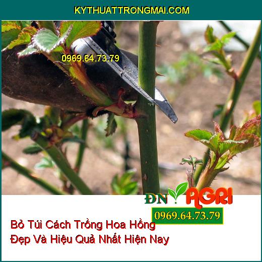 Bỏ Túi Cách Trồng Hoa Hồng Đẹp Và Hiệu Quả Nhất Hiện Nay