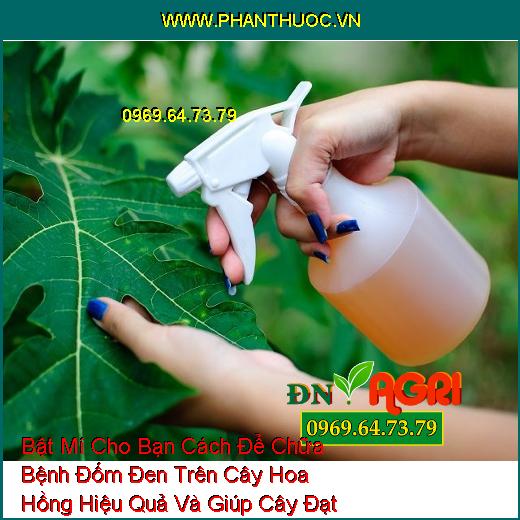 Bật Mí Cho Bạn Cách Để Chữa Bệnh Đốm Đen Trên Cây Hoa Hồng Hiệu Quả Và Giúp Cây Đạt Năng Suất Cao