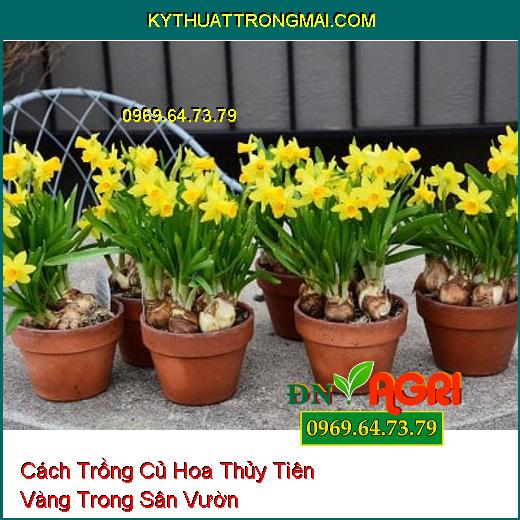 Cách Trồng Củ Hoa Thủy Tiên Vàng Trong Sân Vườn