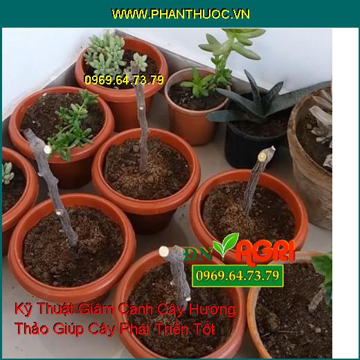 Kỹ Thuật Giâm Cành Cây Hương Thảo Giúp Cây Phát Triển Tốt