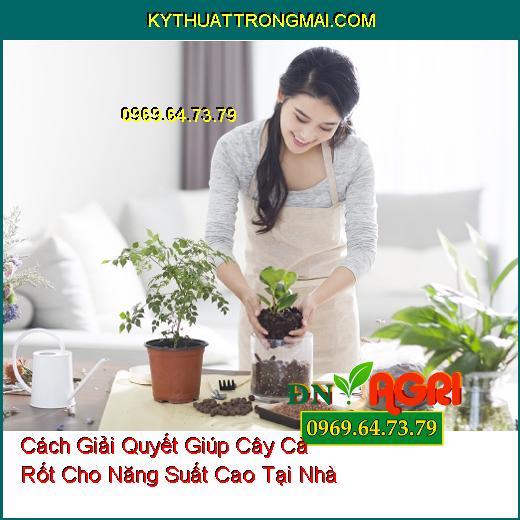 Cách Giải Quyết Giúp Cây Cà Rốt Cho Năng Suất Cao Tại Nhà