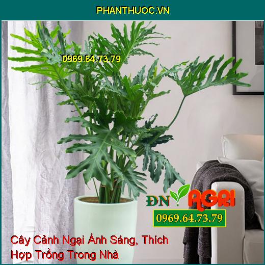 6 Loại Cây Cảnh Ngại Ánh Sáng, Thích Hợp Trồng Trong Nhà