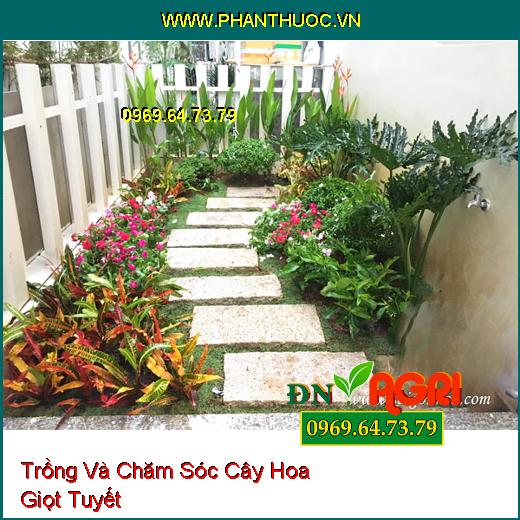 Trồng Và Chăm Sóc Cây Hoa Giọt Tuyết