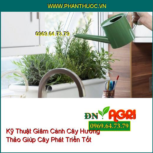 Kỹ Thuật Giâm Cành Cây Hương Thảo Giúp Cây Phát Triển Tốt