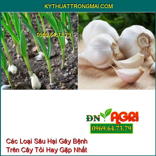 Các Loại Sâu Hại Gây Bệnh Trên Cây Tỏi Hay Gặp Nhất