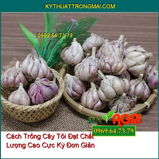 Cách Trồng Cây Tỏi Đạt Chất Lượng Cao Cực Kỳ Đơn Giản