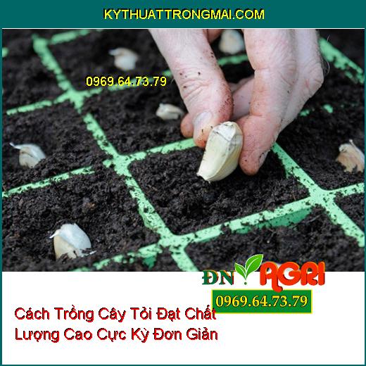 Cách Trồng Cây Tỏi Đạt Chất Lượng Cao Cực Kỳ Đơn Giản