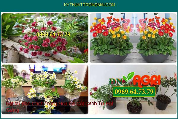 Bật Mí Bạn Cách Trồng Hoa Để Cắt Cành Từ Hạt Giống