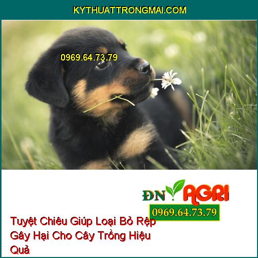 Tuyệt Chiêu Giúp Loại Bỏ Rệp Gây Hại Cho Cây Trồng Hiệu Quả