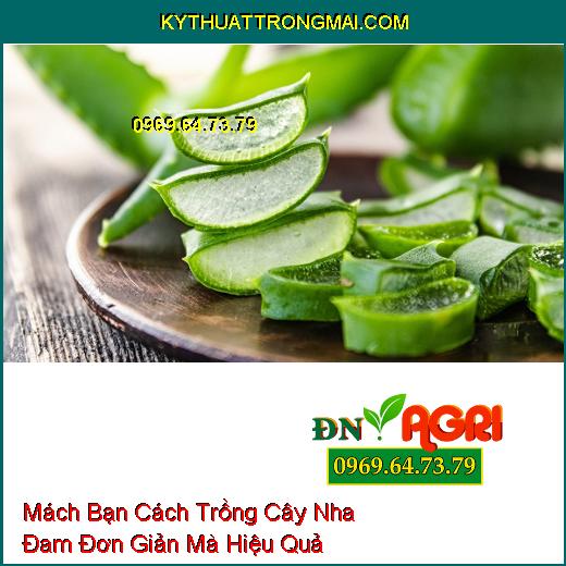 Mách Bạn Cách Trồng Cây Nha Đam Đơn Giản Mà Hiệu Quả