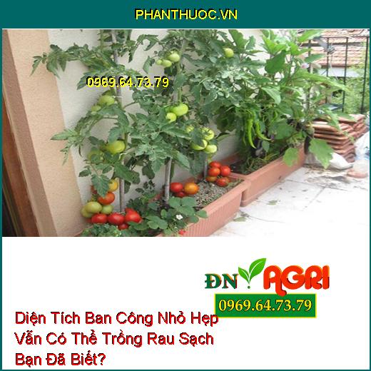 Diện Tích Ban Công Nhỏ Hẹp Vẫn Có Thể Trồng Rau Sạch Bạn Đã Biết?