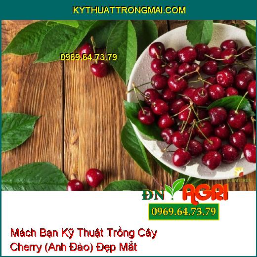 Mách Bạn Kỹ Thuật Trồng Cây Cherry (Anh Đào) Đẹp Mắt