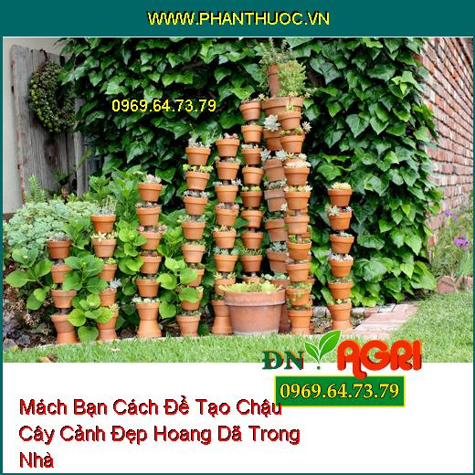 Mách Bạn Cách Để Tạo Chậu Cây Cảnh Đẹp Hoang Dã Trong Nhà