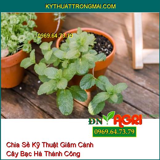 Chia Sẻ Kỹ Thuật Giâm Cành Cây Bạc Hà Thành Công Mà Không Phải Ai Cũng Biết