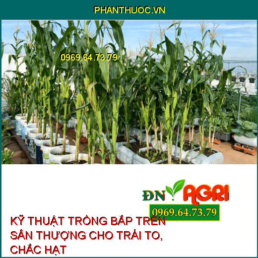 KỸ THUẬT TRỒNG BẮP TRÊN SÂN THƯỢNG CHO TRÁI TO, CHẮC HẠT 