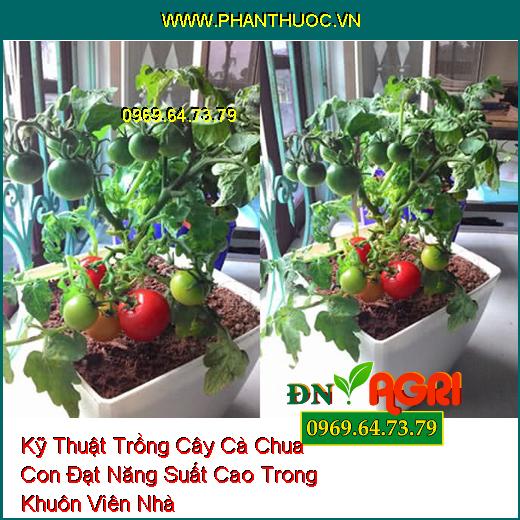 Kỹ Thuật Trồng Cây Cà Chua Con Đạt Năng Suất Cao Trong Khuôn Viên Nhà