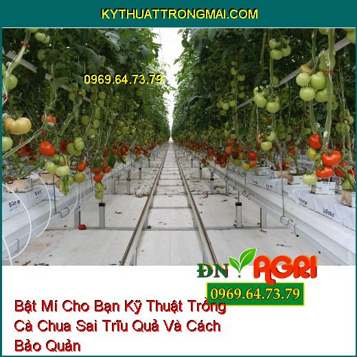 Bật Mí Cho Bạn Kỹ Thuật Trồng Cà Chua Sai Trĩu Quả Và Cách Bảo Quản