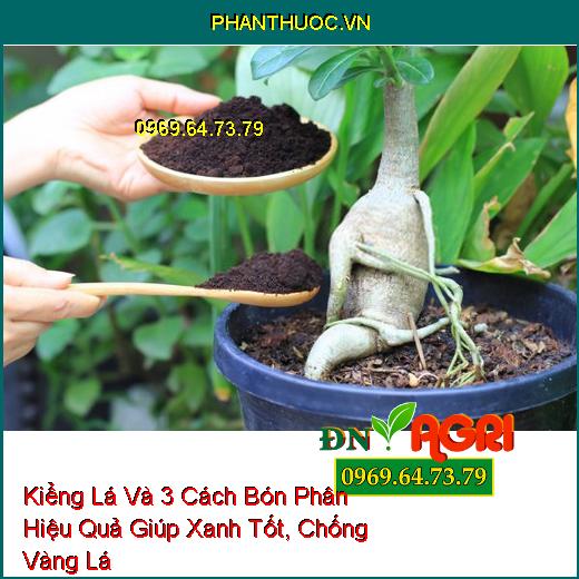 Kiểng Lá Và 3 Cách Bón Phân Hiệu Quả Giúp Xanh Tốt, Chống Vàng Lá