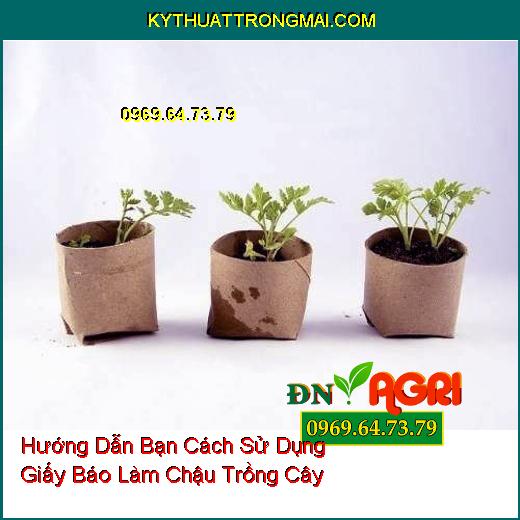 Hướng Dẫn Bạn Cách Sử Dụng Giấy Báo Làm Chậu Trồng Cây