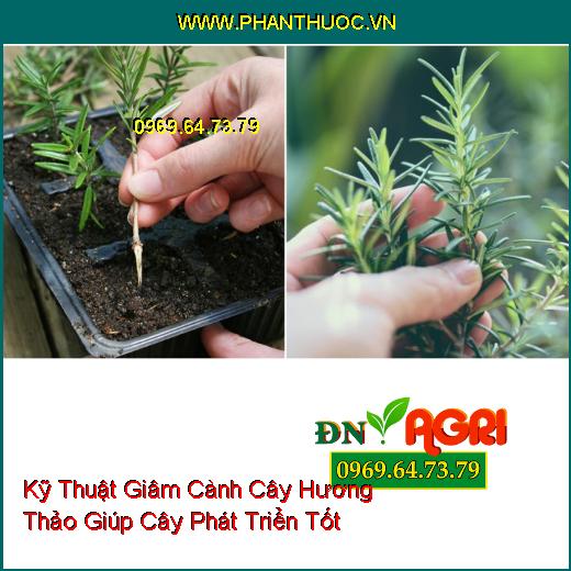 Kỹ Thuật Giâm Cành Cây Hương Thảo Giúp Cây Phát Triển Tốt