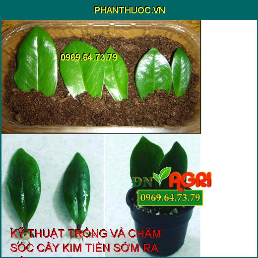 KỸ THUẬT TRỒNG VÀ CHĂM SÓC CÂY KIM TIỀN SỚM RA BÔNG