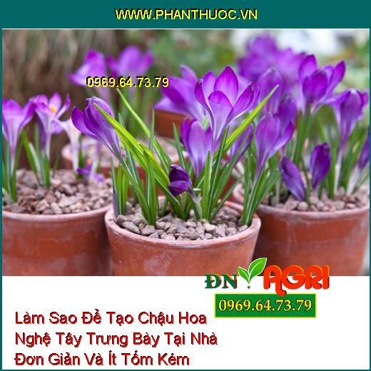 Làm Sao Để Tạo Chậu Hoa Nghệ Tây Trưng Bày Tại Nhà Đơn Giản Và Ít Tốm Kém