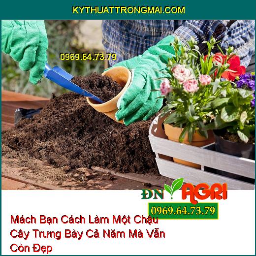 Mách Bạn Cách Làm Một Chậu Cây Trưng Bày Cả Năm Mà Vẫn Còn Đẹp