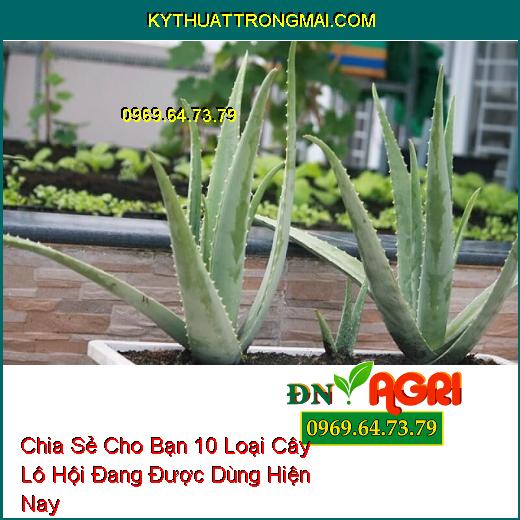 Chia Sẻ Cho Bạn 10 Loại Cây Lô Hội Đang Được Dùng Hiện Nay