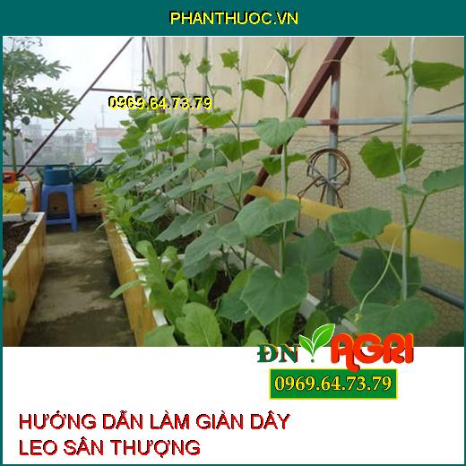 HƯỚNG DẪN LÀM GIÀN DÂY LEO SÂN THƯỢNG VÀ CÁCH CHĂM BÓN CÂY LEO GIÀN