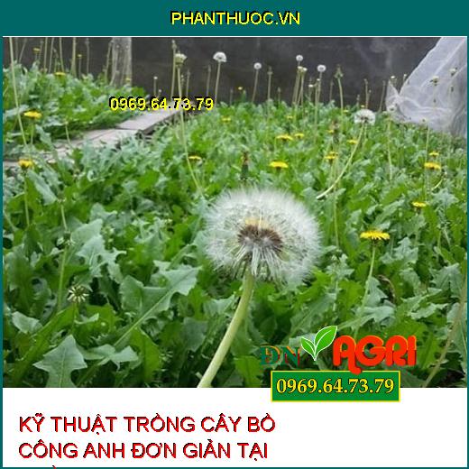 KỸ THUẬT TRỒNG CÂY BỒ CÔNG ANH ĐƠN GIẢN TẠI NHÀ