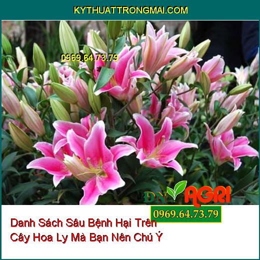 Danh Sách Sâu Bệnh Hại Trên Cây Hoa Ly Mà Bạn Nên Chú Ý