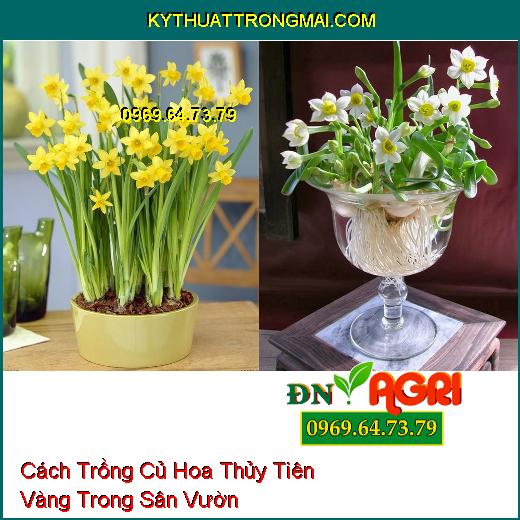 Cách Trồng Củ Hoa Thủy Tiên Vàng Trong Sân Vườn