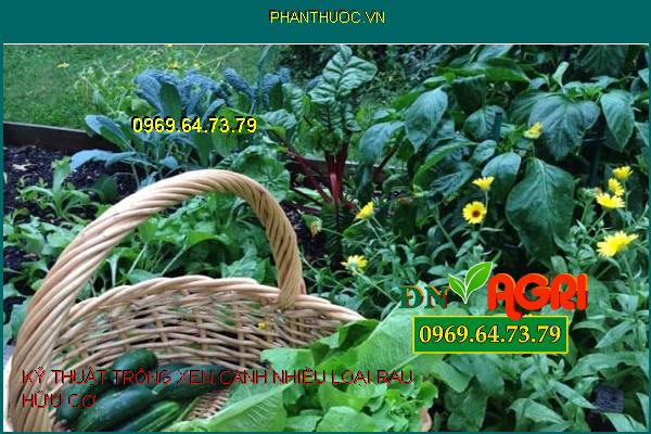 KỸ THUẬT TRỒNG XEN CANH NHIỀU LOẠI RAU HỮU CƠ