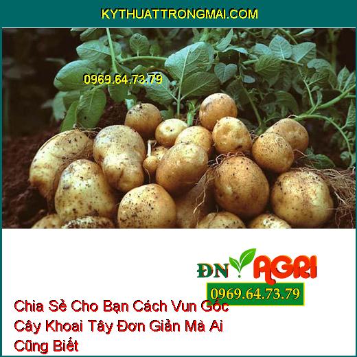 Chia Sẻ Cho Bạn Cách Vun Gốc Cây Khoai Tây Đơn Giản Mà Ai Cũng Biết